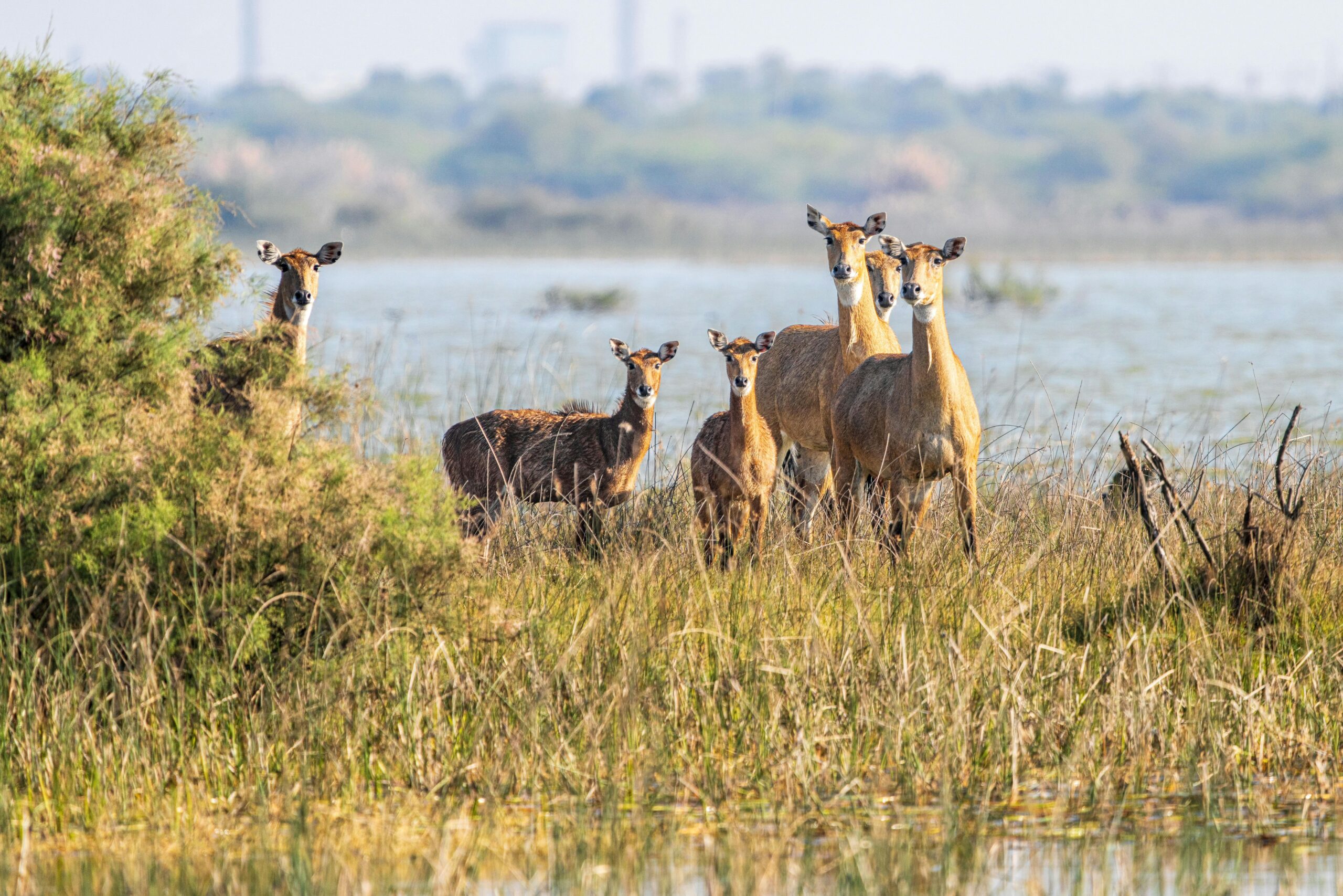 Wildlife at Valmiki National Park