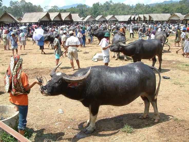 Buffalo market in sonepur