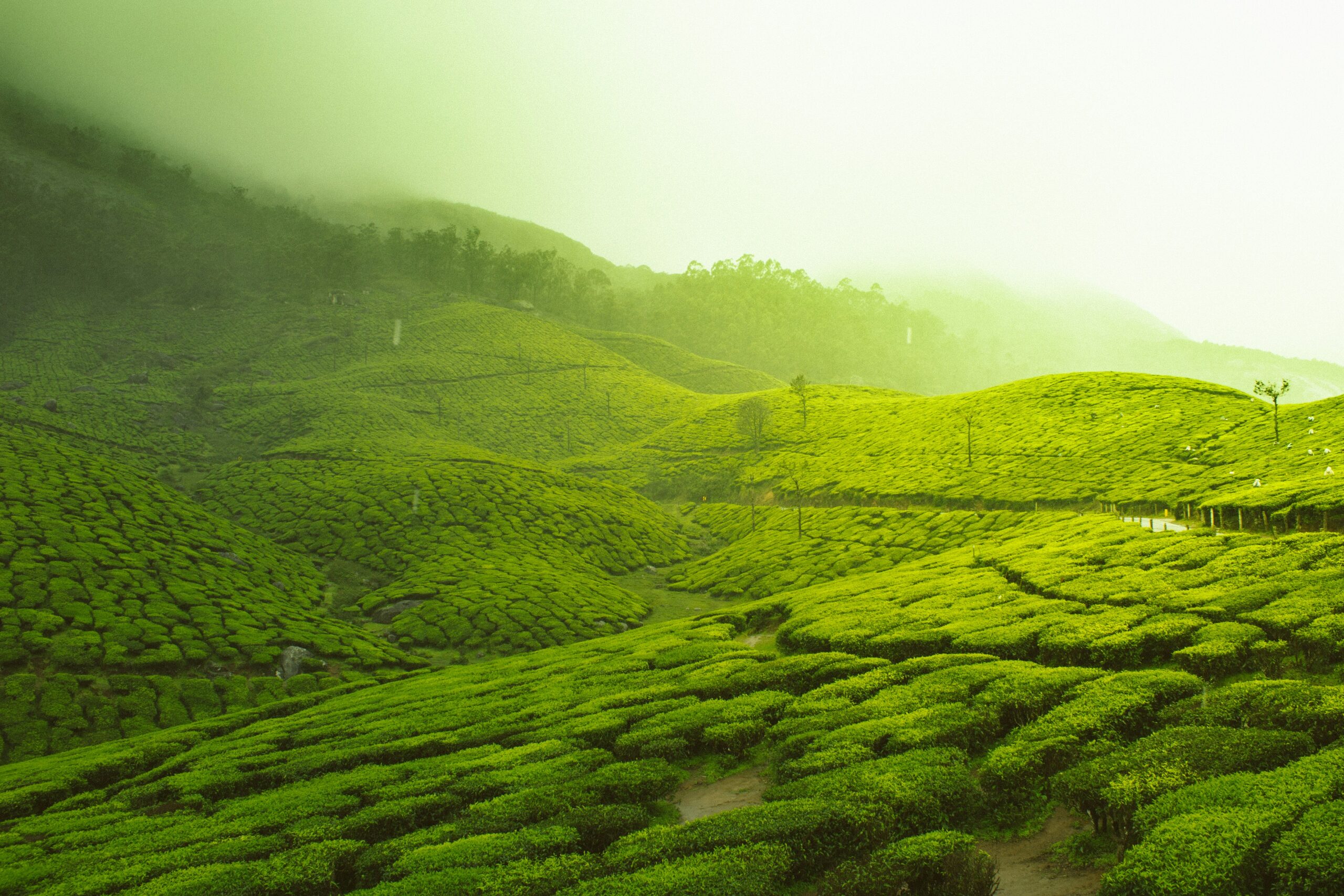 vivek-kumar-JS_ohjocm00-unsplash-scaled.jpg